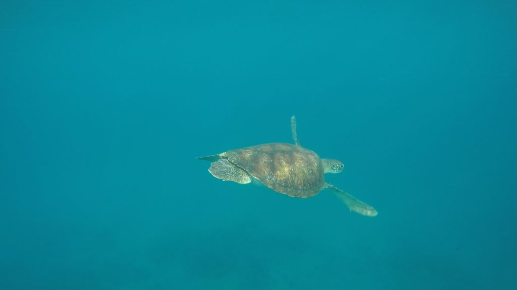 Schildkröten vor Sao Vicente